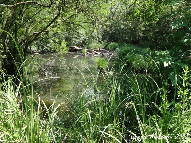 Oasi di Punta Alberete -Ravenna-